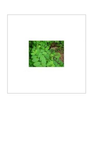 Herbal Free From GMO Natural Phyllanthus Nirurui Extract without Artificial Color and Flavor