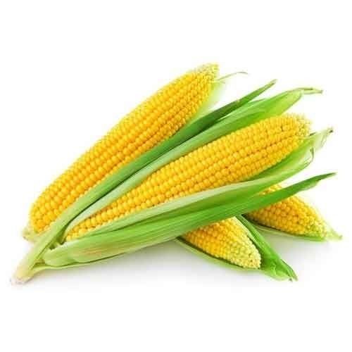 Magnesium 9 Percent Healthy Natural Rich Taste Organic Fresh Yellow Corn