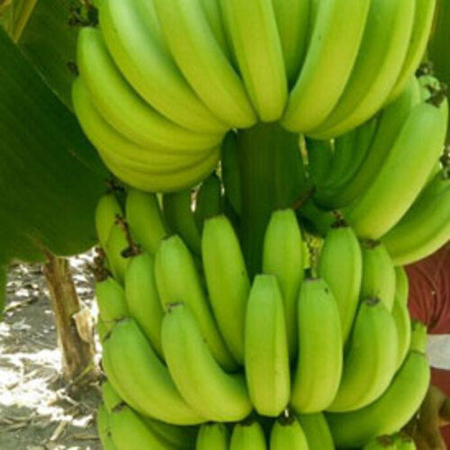 No Pesticides Natural Taste Healthy Organic Green Cavendish Banana