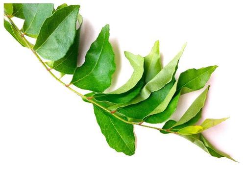 Aromatic Rich Natural Taste Healthy Organic Green Fresh Curry Leaves