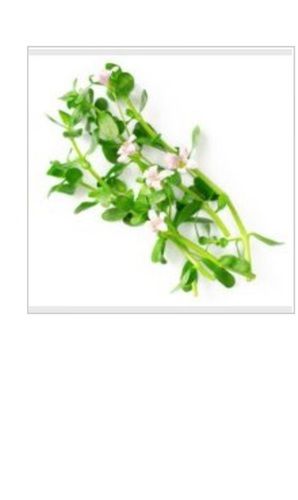 Herbal Bacopa Monnieri Extract Powder without Added Color and Artificial Flavour