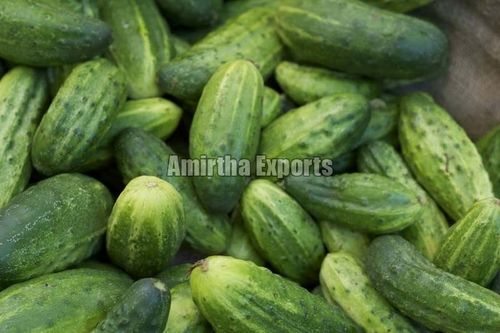 High Fibre Healthy Natural Rich Taste Green Fresh Cucumber Shelf Life: 1 Months