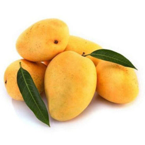 Rich in Vitamin Delicious Rich Taste Healthy Yellow Fresh Kesar Mango
