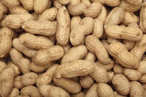 Rich Natural Taste Healthy Dried Light Brown Organic Shelled Peanuts