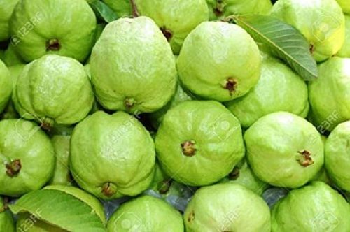 Green A Grade 100% Pure Fresh Organic And Healthy Guava Fruits