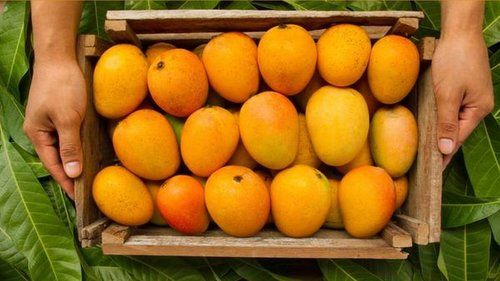 A Grade 100% Pure Fresh Organic And Healthy Mango Fruits