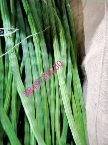 Long A Grade 100% Fresh Green Raw Moringa Drumstick Vegetable For Cooking