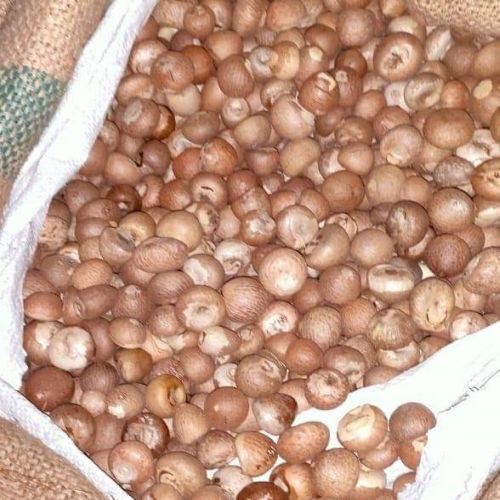 Brown A Grade 100% Pure Organic And Natural Betel Nuts For Puja And Paan