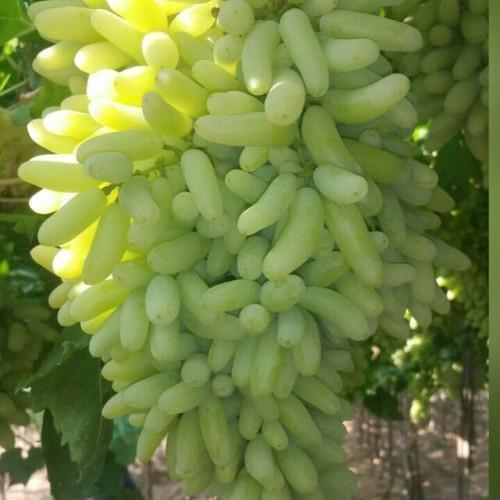 Maturity 100 Percent Rich Natural Taste Healthy Organic Fresh Sonaka Green Grapes