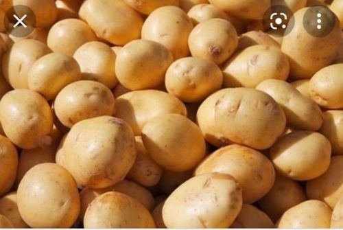 Fresh And Organic Potatoes Rich In Carbohydrates And Fats