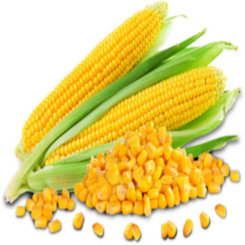 Moisture 12 Percent Healthy Natural Rich Taste Organic Fresh Yellow Corn