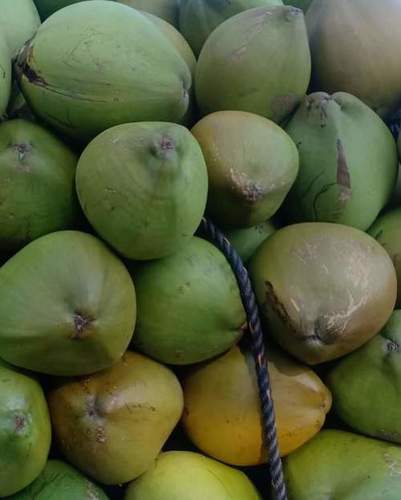100% Organic Farm Fresh And Round Shape Young Green Coconut