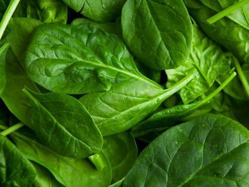Potassium 558mg Healthy Natural Rich Taste Green Fresh Spinach
