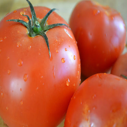 Round & Oval Rich Natural Taste Mild Flavor Red Fresh Organic Tomato