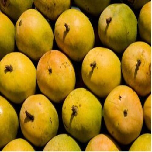 Bore Free No Artificial Flavour Sweet Delicious Taste Organic Yellow Fresh Mango