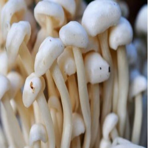 Carbohydrate 3.3g FSSAI Certified Healthy Natural Taste White Fresh Mushroom