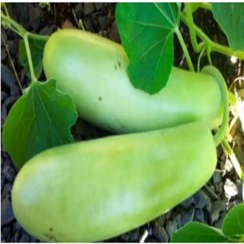 Carbohydrates 3.69g Natural Rich Taste Healthy Green Fresh Bottle Gourd