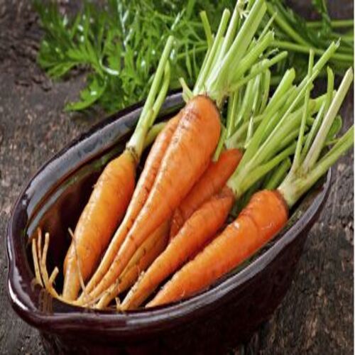 High Fibre Healthy Natural Sweet Taste Organic Red Fresh Carrot