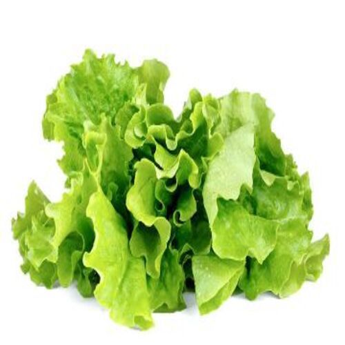 Iron 4 Percent Pesticide Free Healthy Natural Taste Green Organic Fresh Lettuce