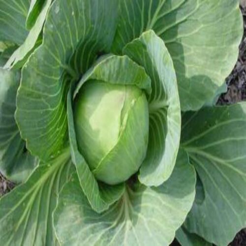 Round & Oval Maturity 100 Percent Long Shelf Life Rich Natural Taste Organic Green Fresh Cabbage