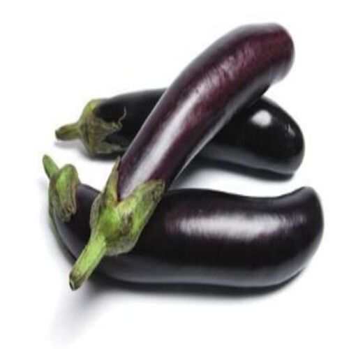 Maturity 100 Percent Natural Rich Taste Healthy Organic Purple Fresh Brinjal