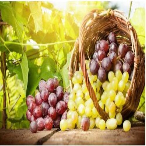 No Artificial Flavour Pesticide Free Rich Sweet Delicious Taste Organic Fresh Grapes