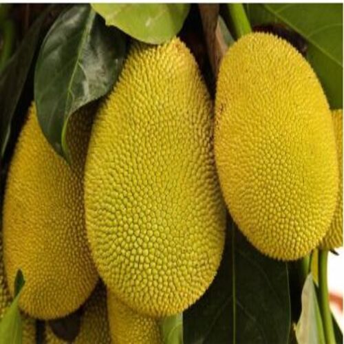 Potassium 12 Percent Rich Healthy Natural Taste Organic Fresh Jack Fruit Shelf Life: 2-3 Months