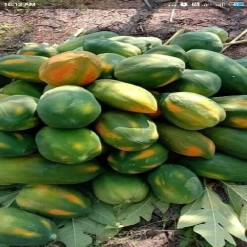 Easy to Digest Healthy Rich Delicious Natural Taste Fresh Papaya