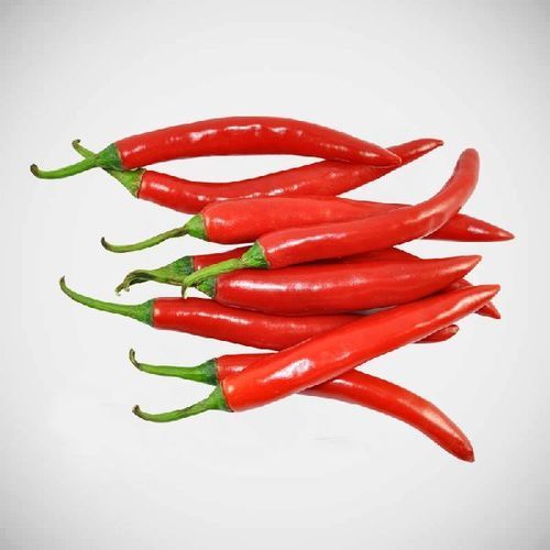 Moisture 12 Percent Hot Spicy Natural Taste Rich in Color Fresh Red Chilli