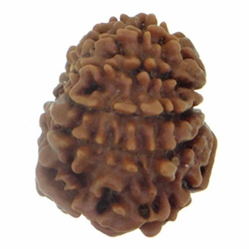 11 Mukhi Round Shape Brown Color Rudraksha Beads