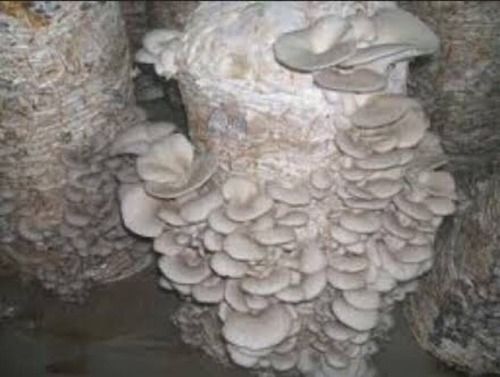 Common Cooking Use Pure Organic Oyster Mushrooms without Preservatives