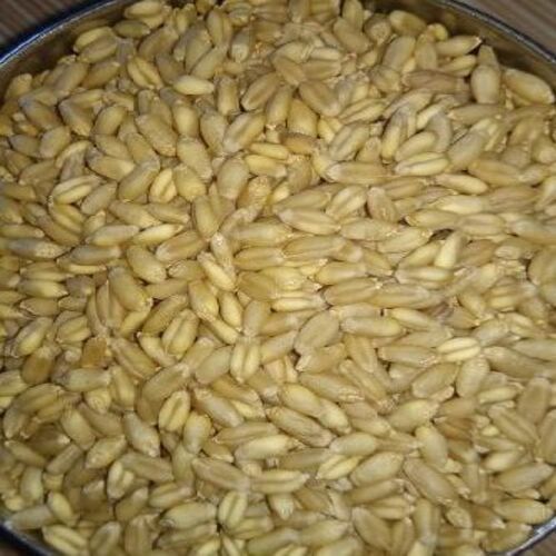 Healthy Natural Delicious Rich Taste Brown Wheat Grain Origin: India