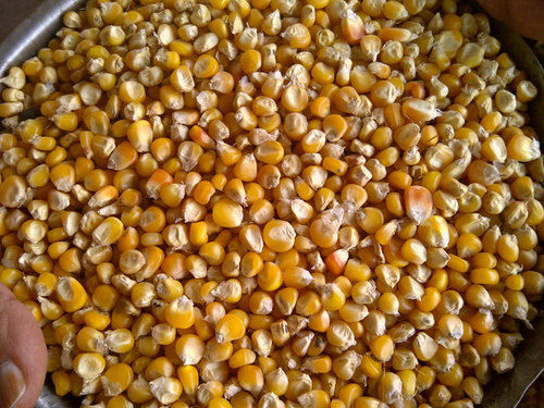 Healthy Natural Rich Taste Rich in Carbohydrate Dried Yellow Maize