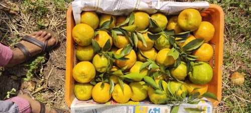 Organic and Natural Yellow Green Gluten Free Fresh Orange Fruit 