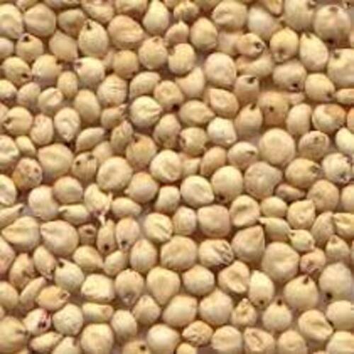 Pale Yellow Size 3 To 4 Mm Rich Natural Taste Healthy Dried Sorghum Seeds