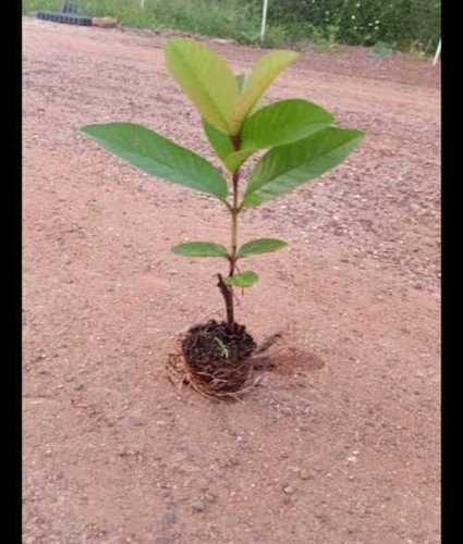 Green 10-12 Feet Fast Growth Well Watered Guava Plant For Farming And Gardening