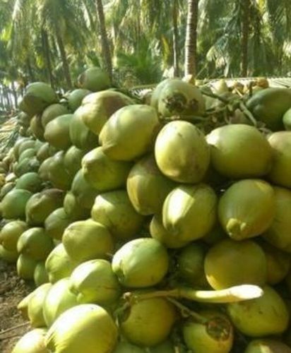 Delicious Taste Fresh Coconut Water Is Good For Health And Hair Size: 30I? 45 Cm