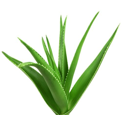 Organic Steam Sterilized Aloe Vera Powder