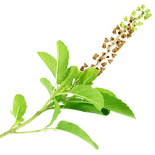 Organic Steam Sterilized Green Holy Basil (Tulsi) Powder For Medicinal Use