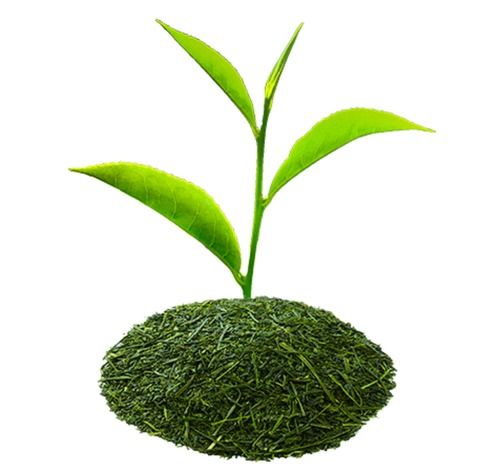 Organic Steam Sterilized Green Tea (Camellia Sinensis) Powder