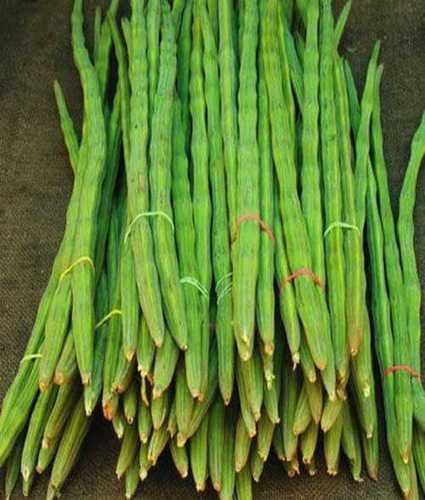 Raw 100% Farm Fresh Whole Green Drumsticks For Cooking