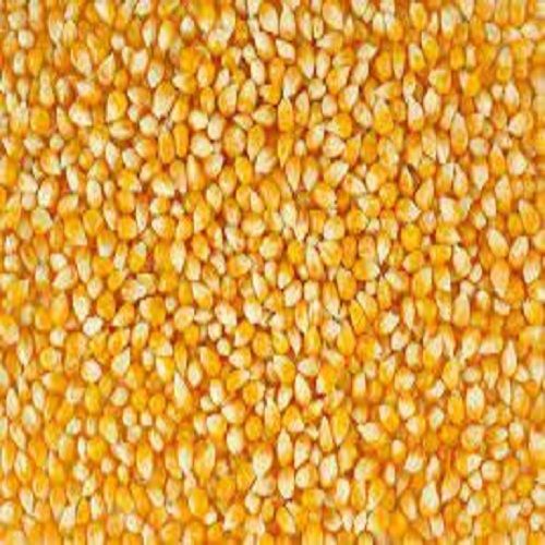 100 Percent Natural and Organic Nutritious And Fresh Yellow Corn