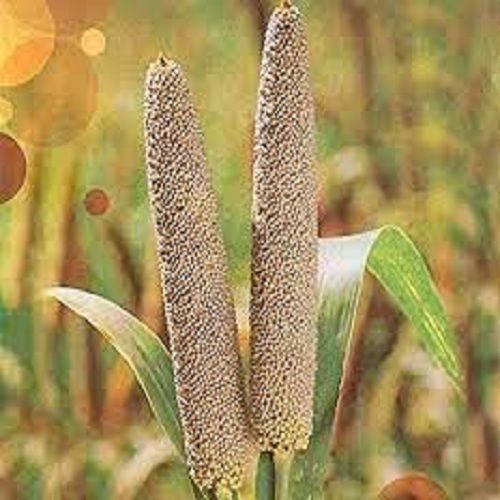 100 Percent Organic, Healthy And Naturally Dried Grown Millets