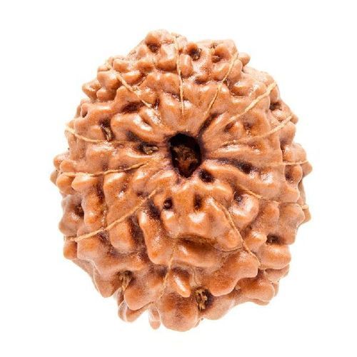 Wood 13 Mukhi Original Indonesian Rudraksha Beads