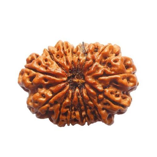 Wood 15 Mukhi Brown Color Original Nepali Rudraksha Beads