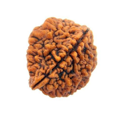 2 Mukhi Brown Color Rudraksha Beads