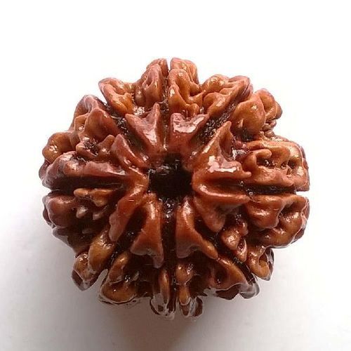 Wood 8 Mukhi Nepali Rudraksha Beads