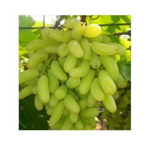 Natural Organic Fresh Light Green Grapes Good For Health