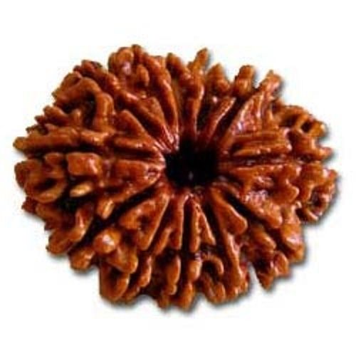 Original Brown Color 12 Mukhi Rudraksha Beads