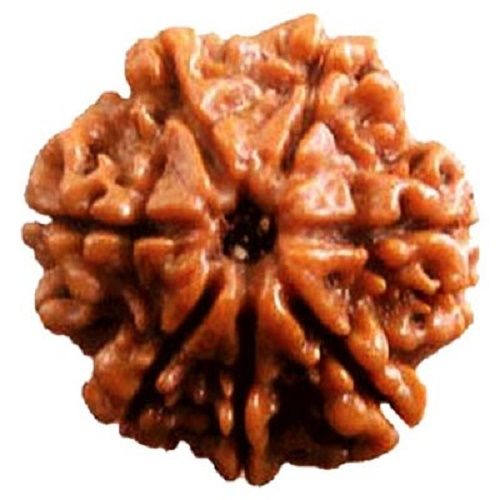 Wood Original Brown Color 7 Mukhi Rudraksha Beads